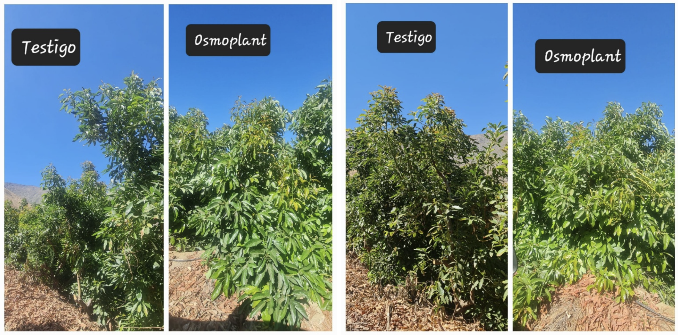 Captura de pantalla 2026-01-21 a la(s) 8.45.30 a.m.