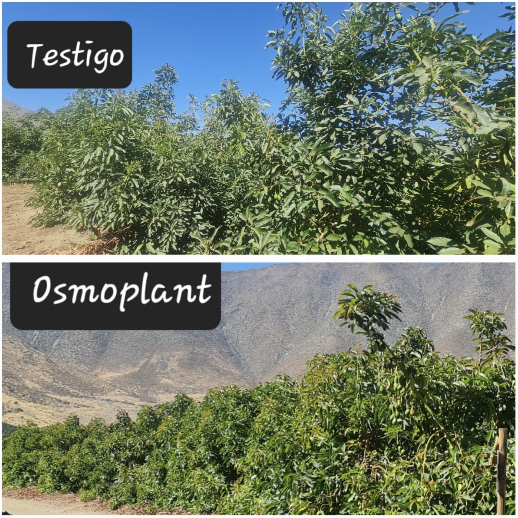 Captura de pantalla 2026-01-21 a la(s) 8.45.46 a.m.